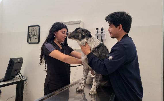 Impacta positivamente al Sur de Jalisco, Hospital Veterinario de Pequeñas y Grandes Especies del CUSur