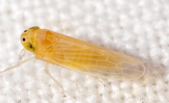 Proponen combatir plaga de chicharrita del maíz con microavispas