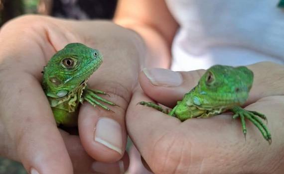 Participa CUCosta en liberación de 180 crías de iguana verde durante el 26 aniversario del estero El Salado