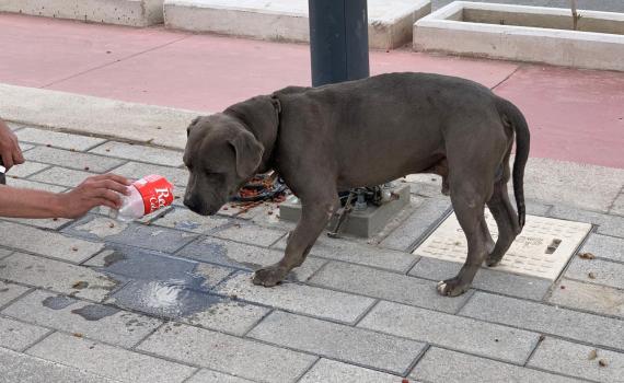 Recomiendan medidas para el cuidado de mascotas en época de calor